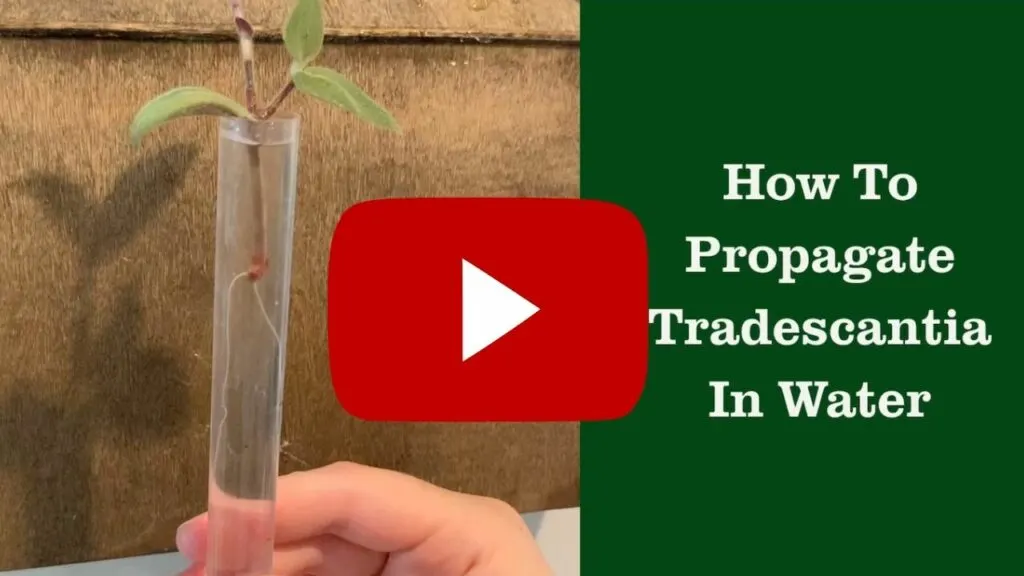 how-to-propagate-tradescantia-in-water-video-thumbnail-1024x576