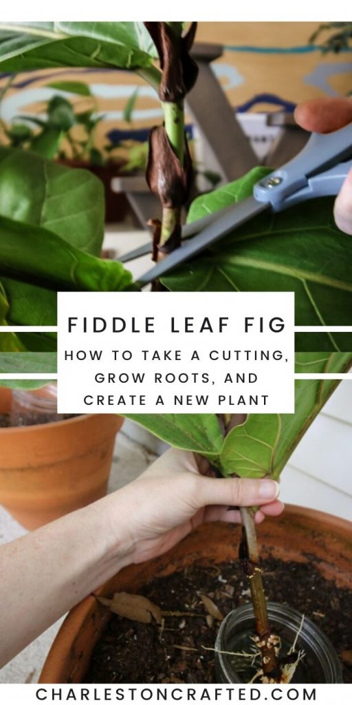 how to take a cutting of a fiddle leaf fig tree