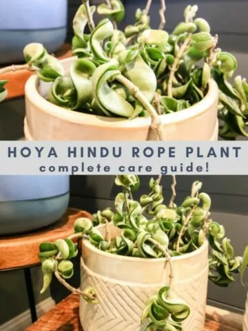 hoya-hindu-rope-plant-complete-care-guide-683x1024