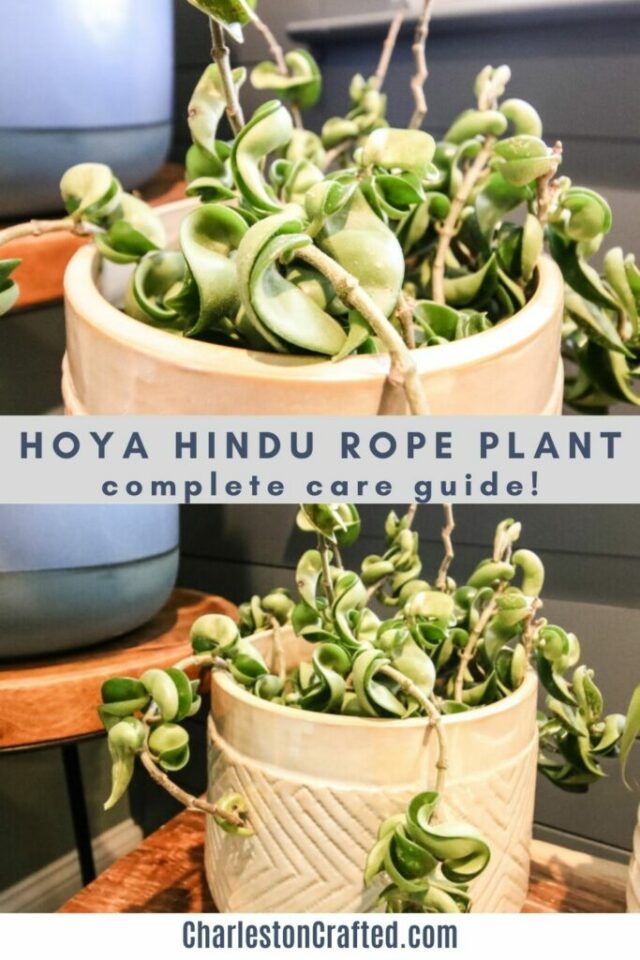 How to care for a Hoya Hindu Rope Plant keep your plants alive