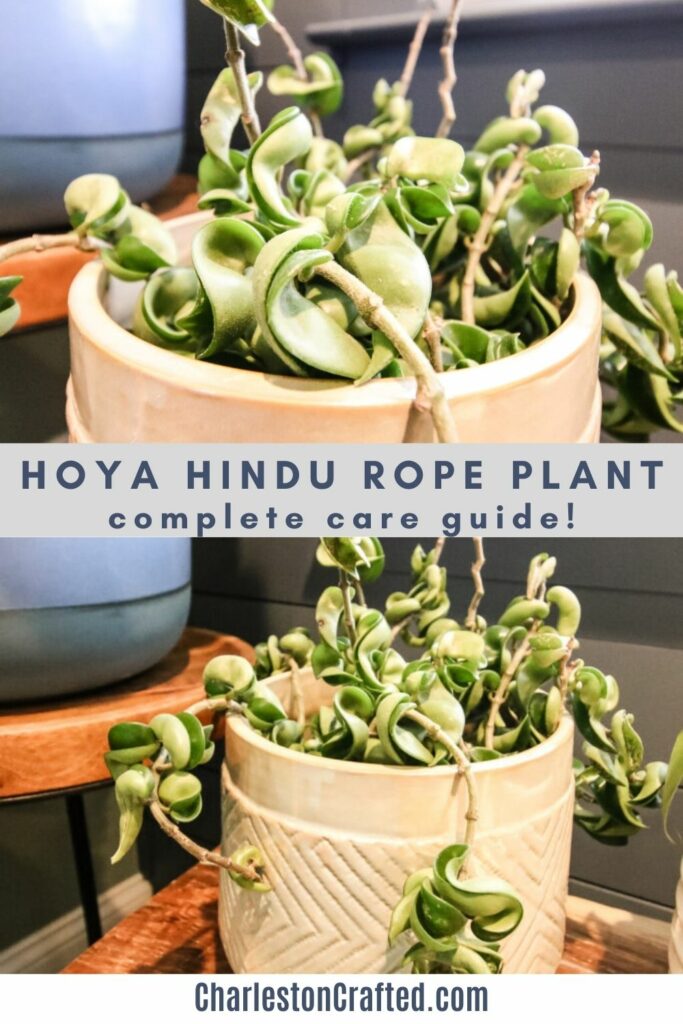hoya-hindu-rope-plant-complete-care-guide-683x1024
