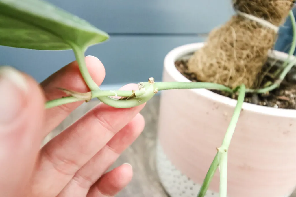 identify a node on a satin pothos plant