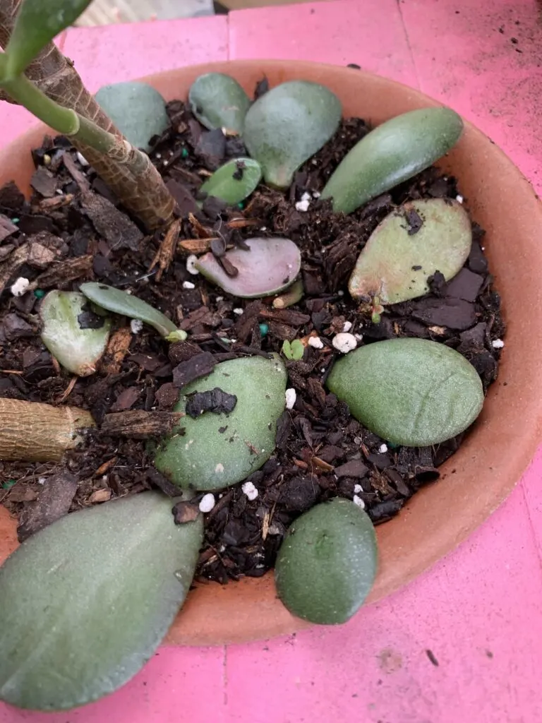 jade leaves set in a pot of soil