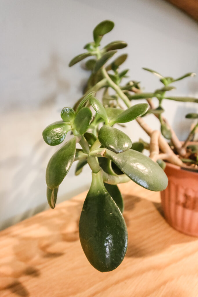 jade plant with big glossy leaves