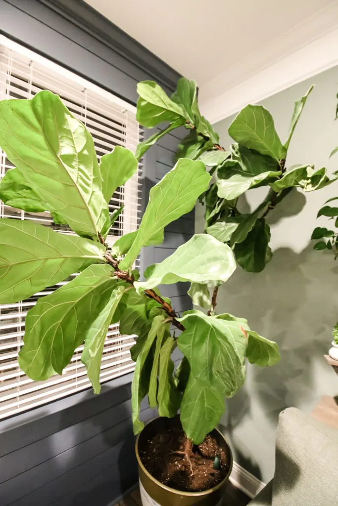 large potted fiddle leaf fig