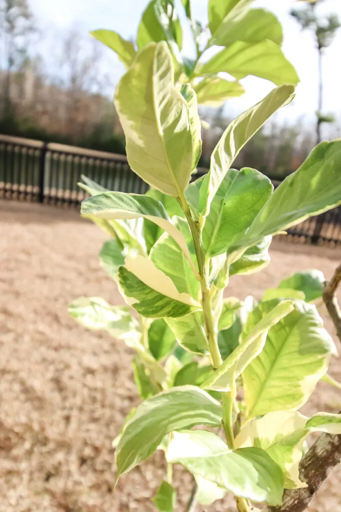 leaves on a variegated lemon tree