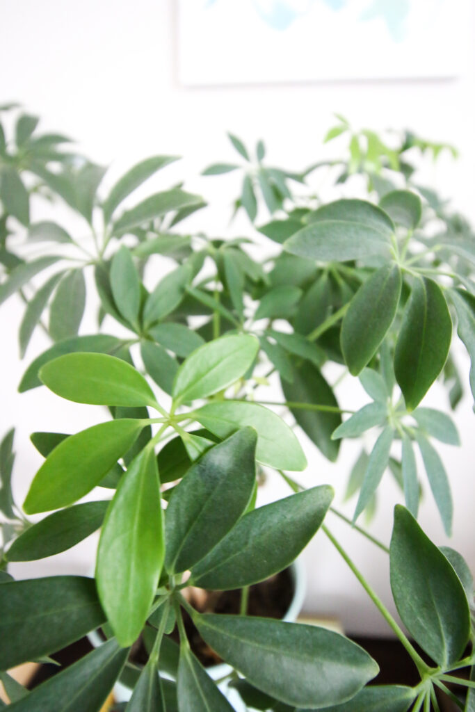 new growth on an umbrella plant