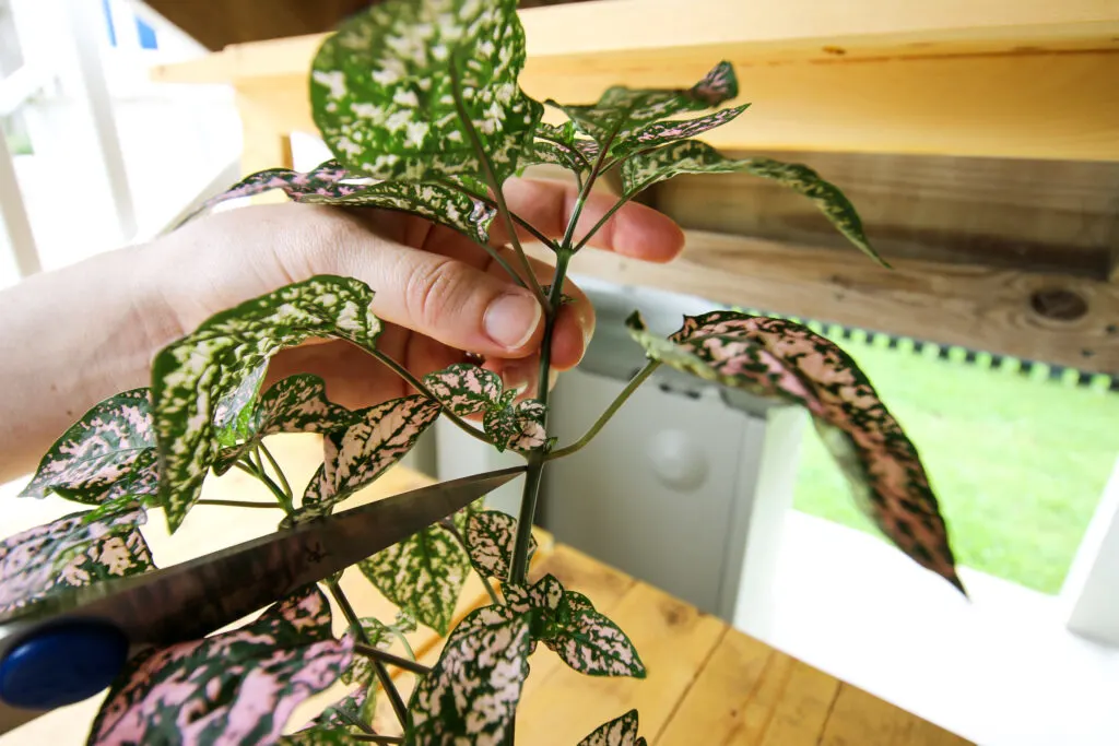 node of a polka dot plant