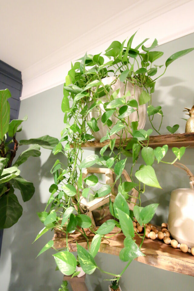 Are pothos plants toxic to cats and dogs? keep your plants alive