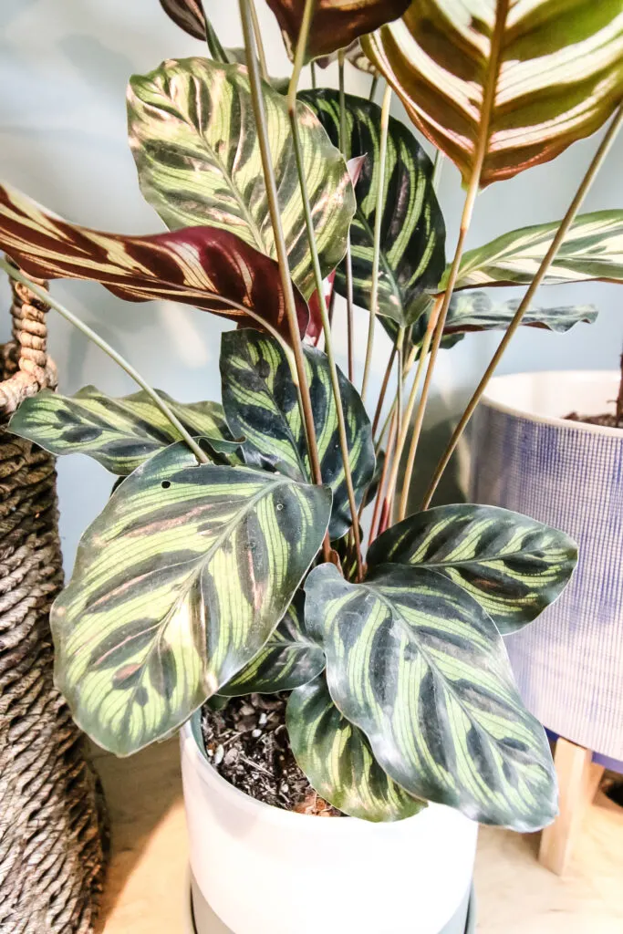 peacock calathea in a pot