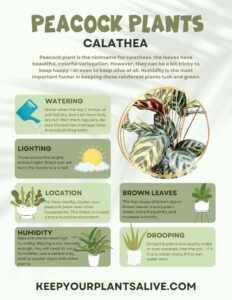 Printable Plant Care Guides - keep your plants alive