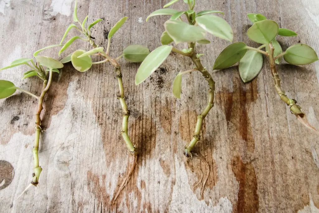 peperomia cuttings