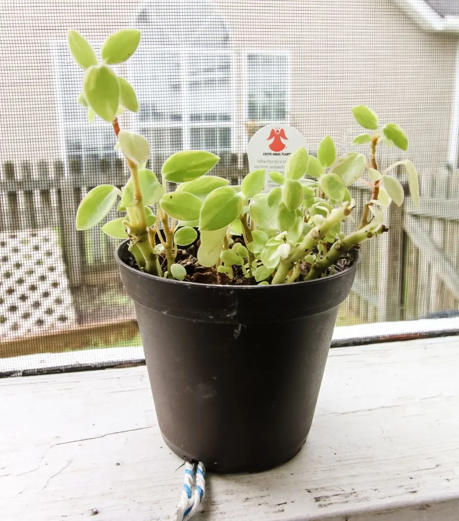 peperomia in a pot