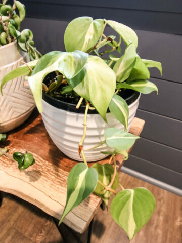 philodendron brasil in a pot