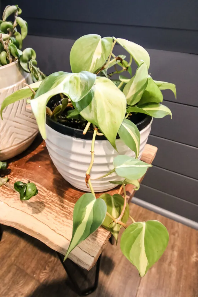 philodendron brasil in a pot