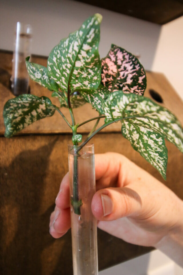 How to propagate the polka dot plant (hypoestes) keep your plants alive