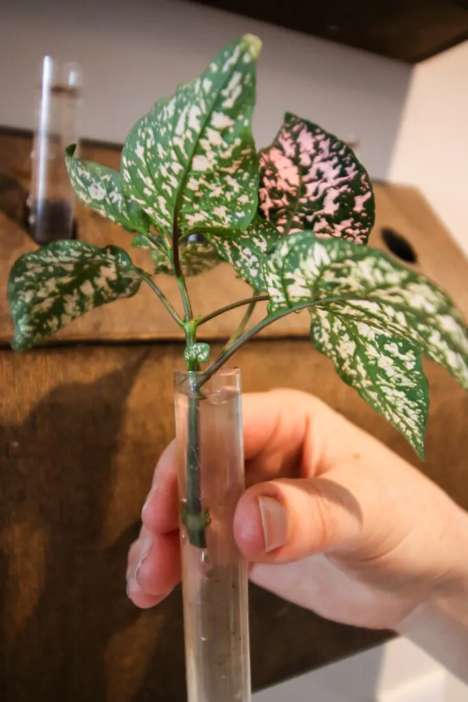 polka dot plant cutting in a test tube of water