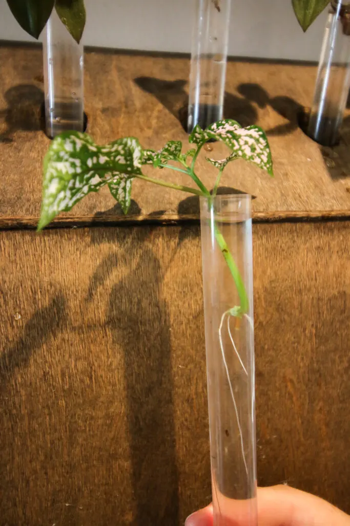 polka dot plant cutting rooting in water