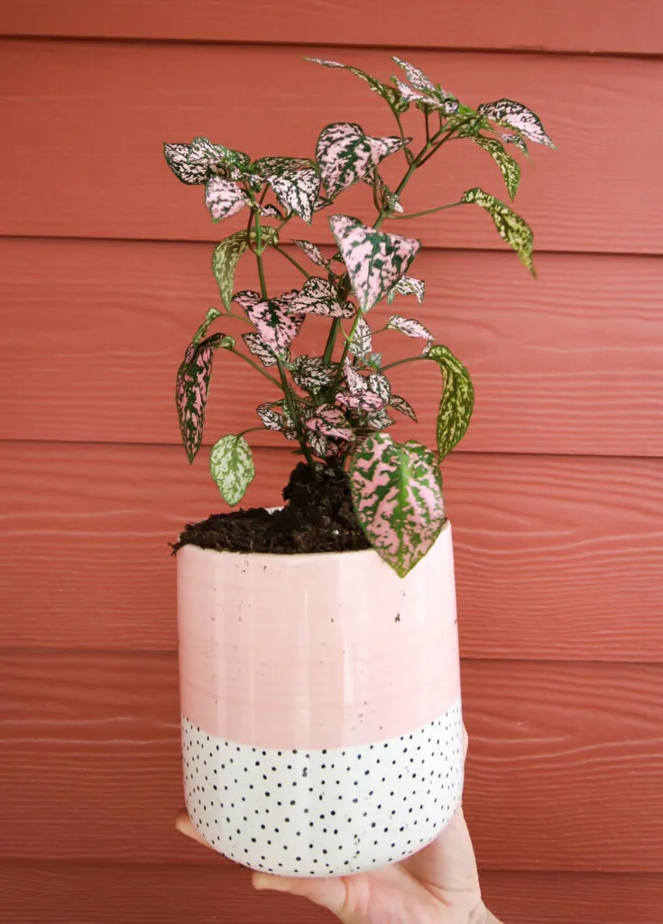 polka dot plant in a pot