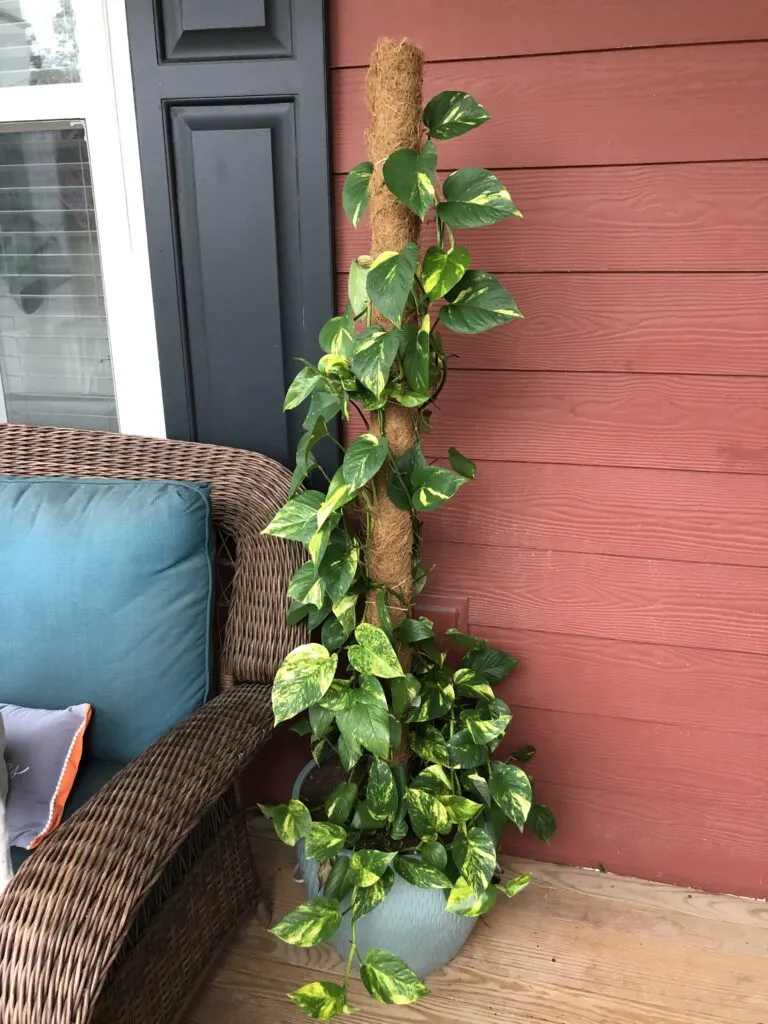 pothos flourishing on a moss pole