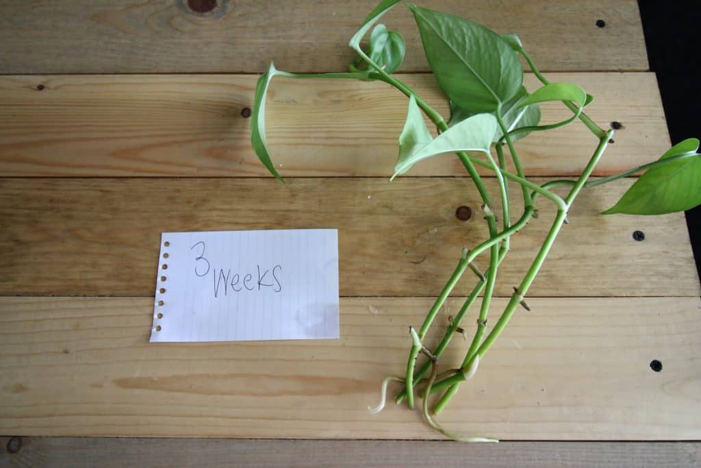 pothos cuttings after 3 weeks