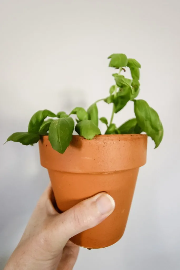 potted basil plant
