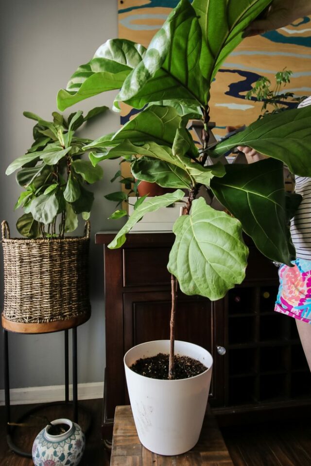 How to propagate a fiddle leaf fig from stem cuttings - keep your ...