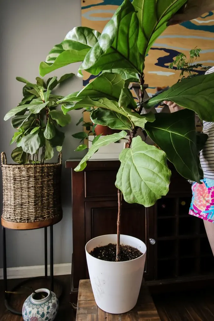 potted fiddle leaf fig