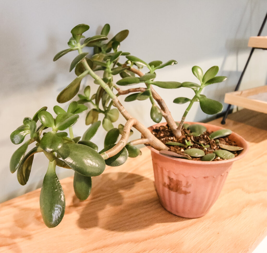 potted jade plant on a table