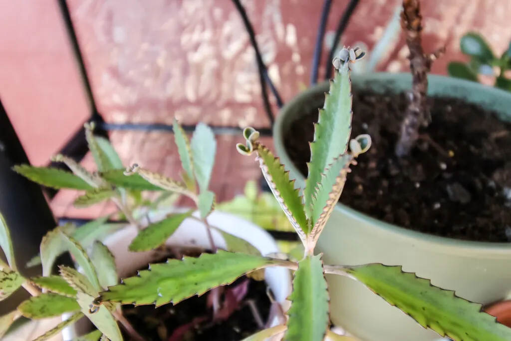 potted mother of thousands plant