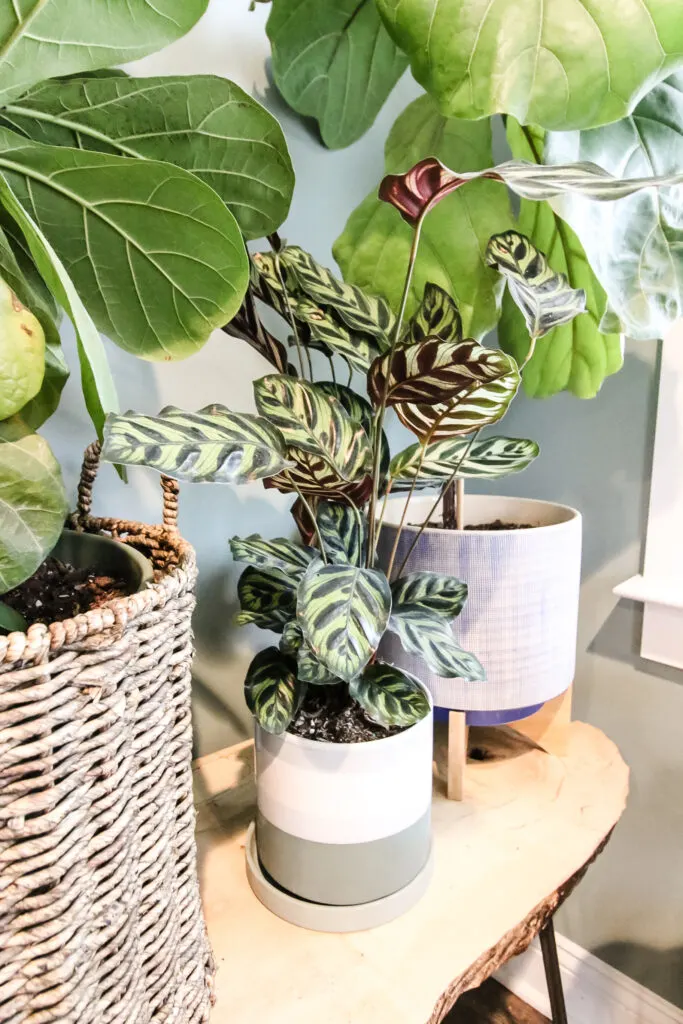 potted peacock calathea