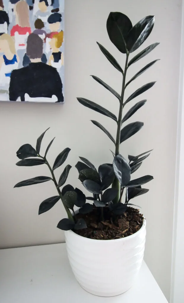 potted raven zz plant on a dresser