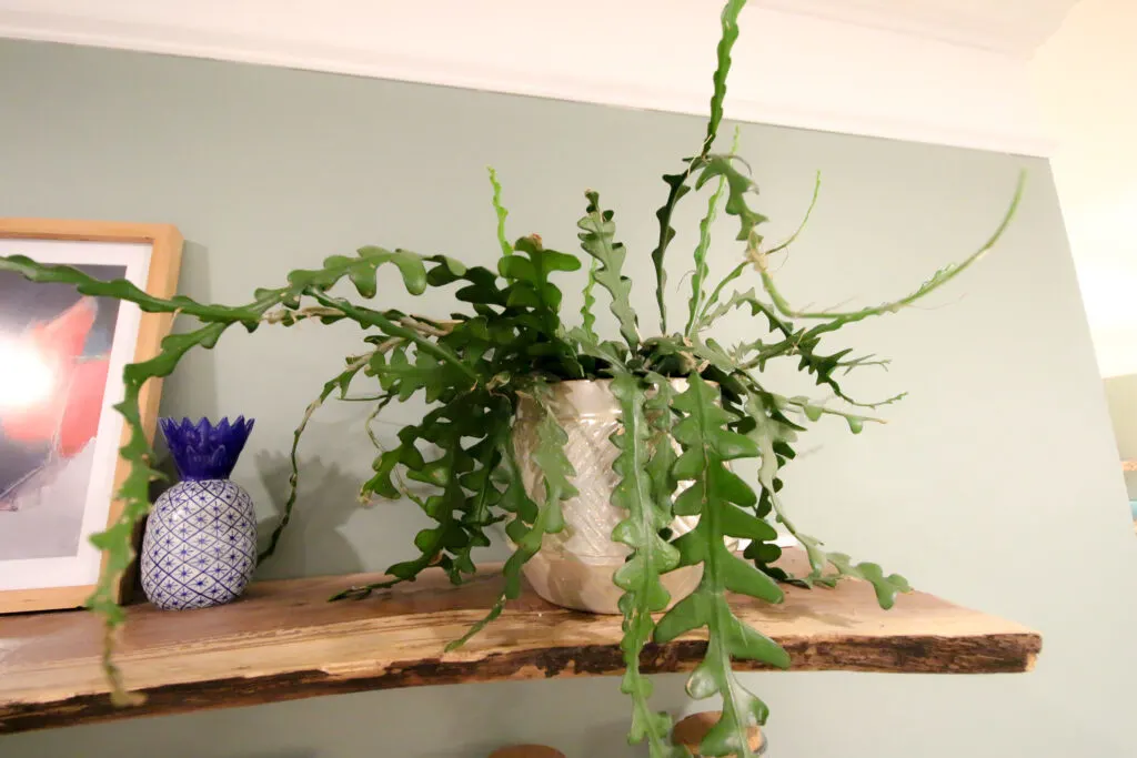 potted ric rac cactus on a shelf