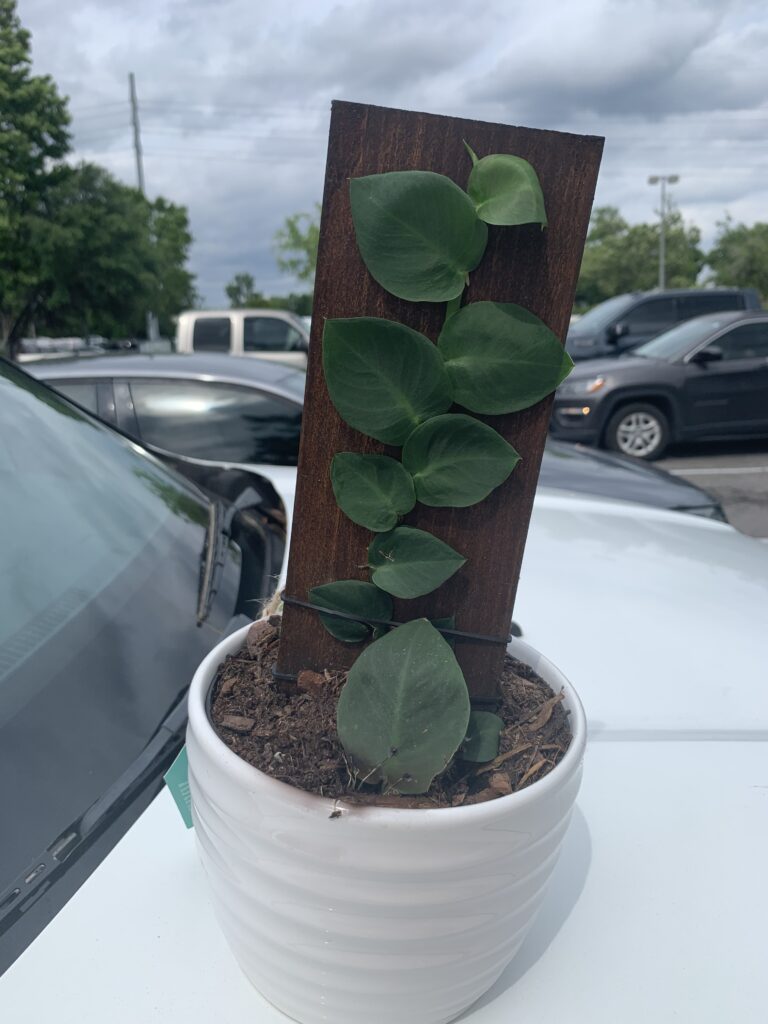 potted shingle plant on a car