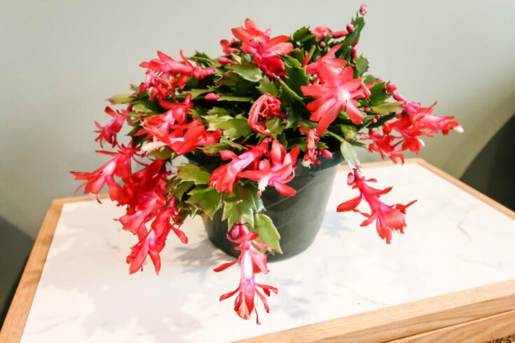 How to care for a Thanksgiving cactus - keep your plants alive