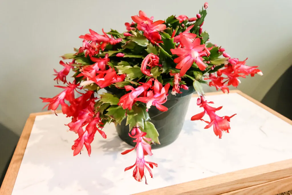 potted thanksgiving cactus on a table