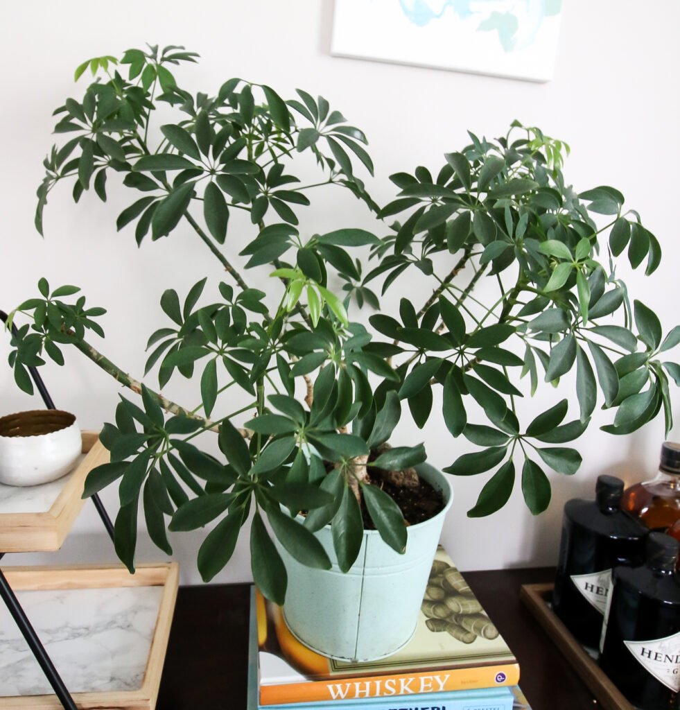 The complete umbrella plant care guide   keep your plants alive