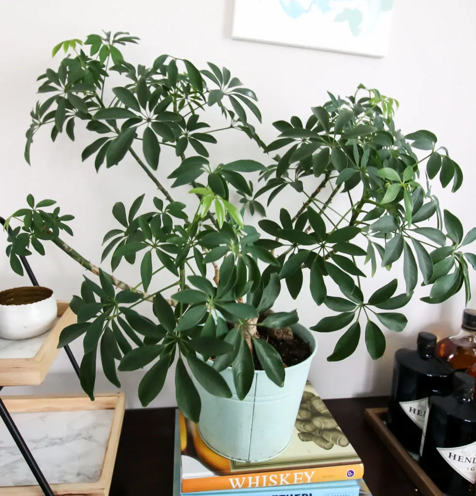 potted umbrella plant on a table