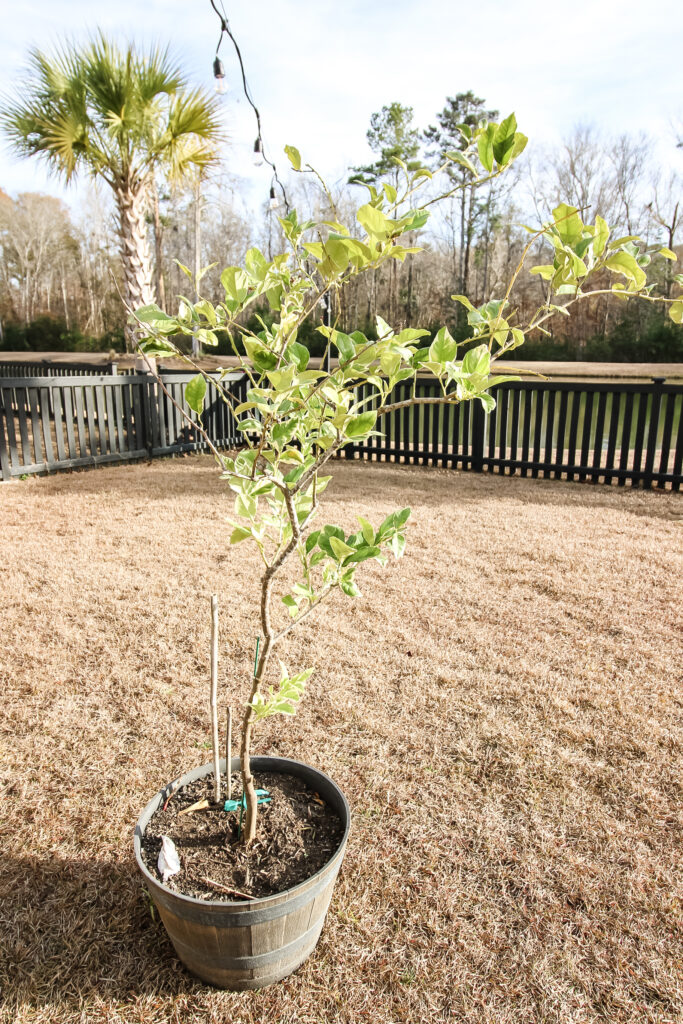 potted variegated lemon tree