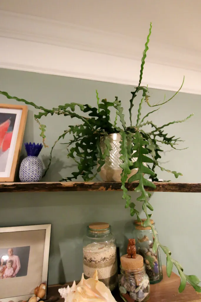 potted zig zag cactus plant on a shelf