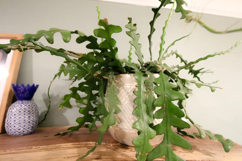 potted zig zag cactus plant on a shelf