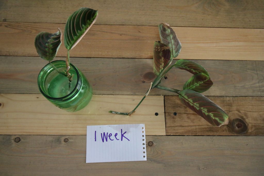 prayer plant cuttings after 1 week