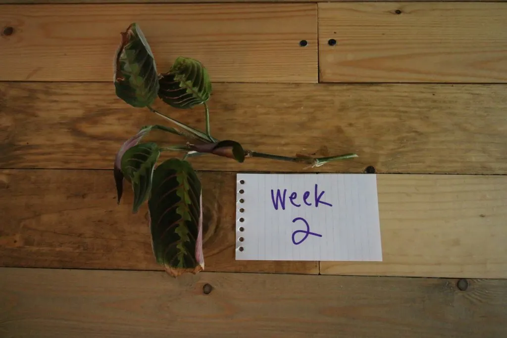 prayer plant cuttings after 2 weeks