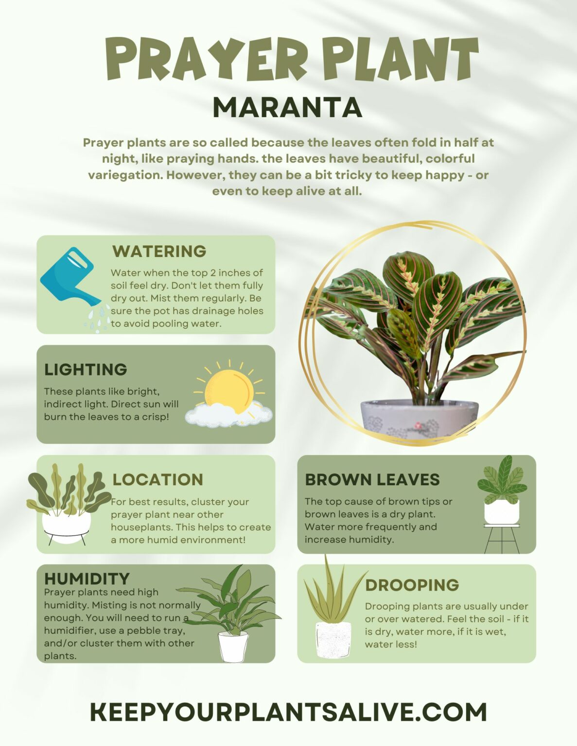 How to propagate prayer plant Maranta Propagation keep your plants alive