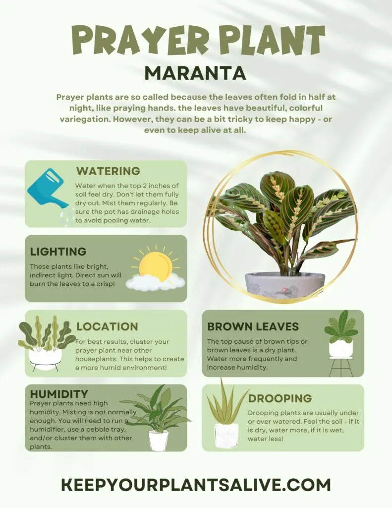 prayer plant plant care guide