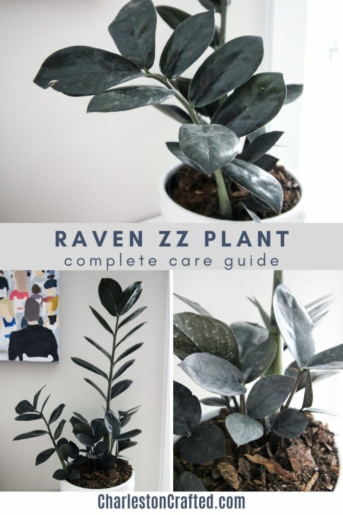 raven-zz-plant-complete-care-guide-683x1024