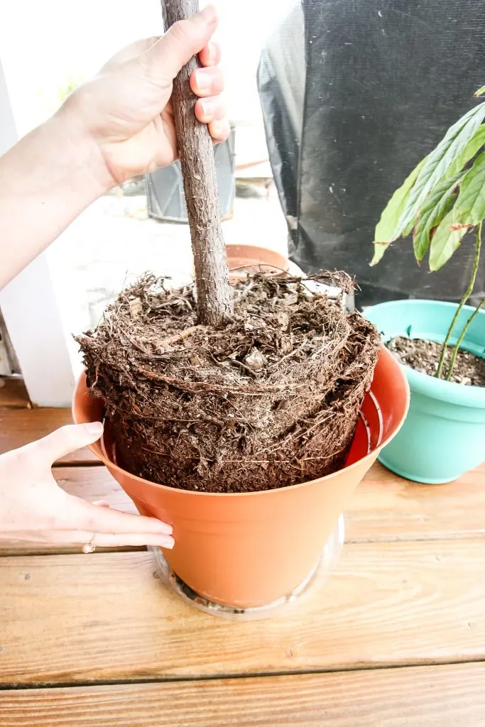 root bound fiddle leaf fig coming out of a pot