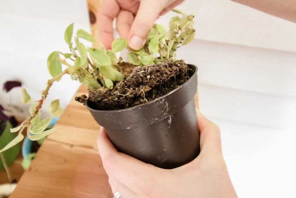 root bound peperomia in a pot