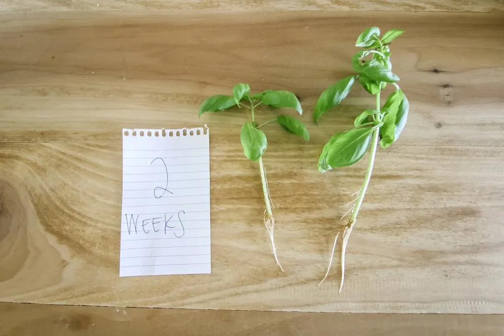 rooted basil cuttings