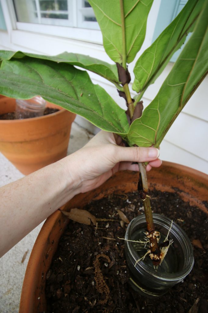 rooted fiddle leaf fig cutting